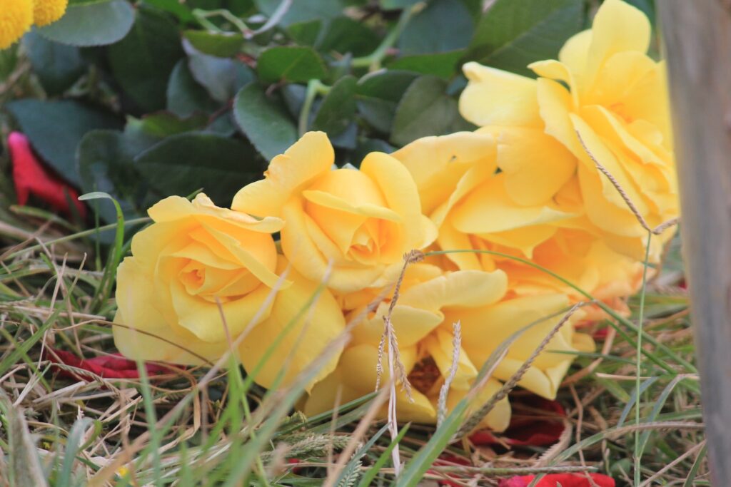 a bunch of yellow flowers that are in the grass