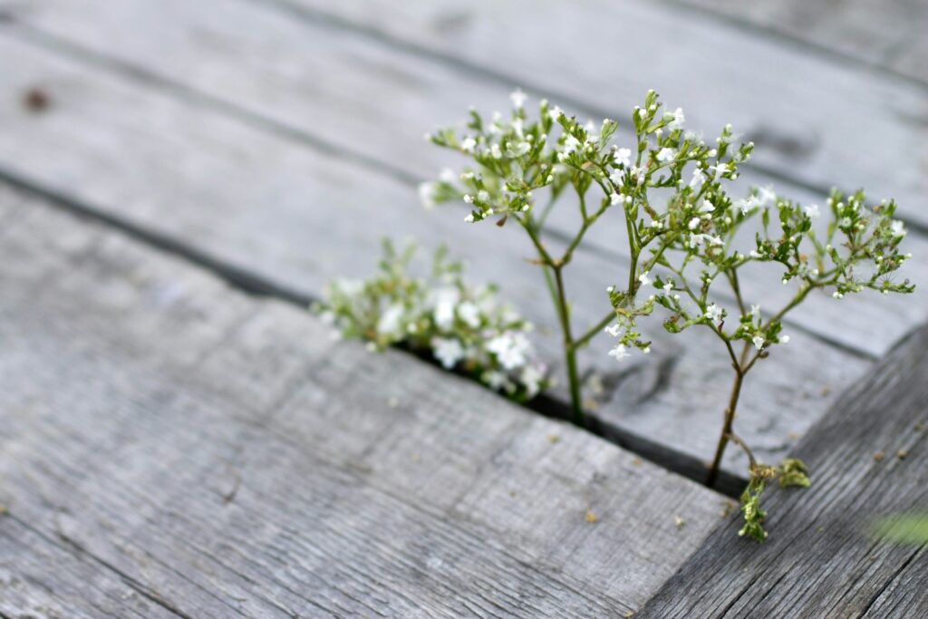 Small white flowers growing through wooden planks